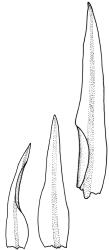 Ptychomitrium australe, leaves. Drawn from J.T. Linzey 3435, CHR 545821.
 Image: R.C. Wagstaff © Landcare Research 2018 CC BY-NC 3.0 NZ